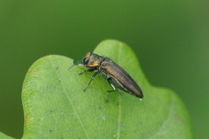Buprestidae da Identificare: Agrilus sp.